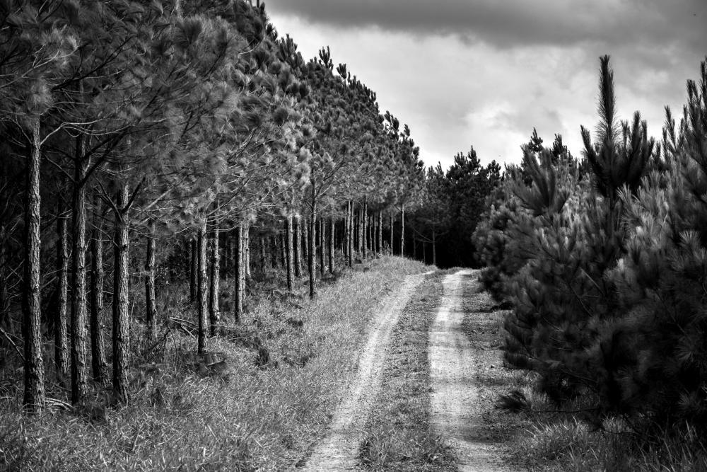 Black and white forest Black and white forest